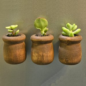 DIY: Miniature Succulent Planter Refrigerator Magnets
